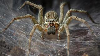 Pogledajte najveći primjerak najotrovnijeg pauka na svijetu: Završio u parku reptila