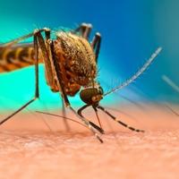 Doktor objasnio zašto rijetko osjetimo ubod komarca