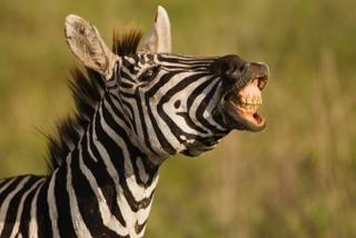 Novo otkriće: Evo od čega zebru štite crno-bijele pruge