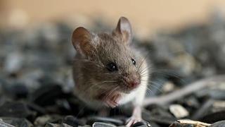 Ne možete se riješiti miševa: Evo koji ih mirisi mogu udaljiti od vaše kuće