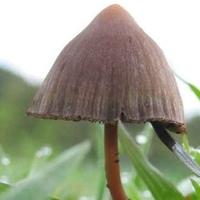 Sedam nuspojava “čarobnih gljiva”