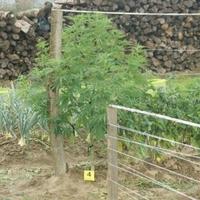 Policajac iz Hrvatske s još dvojicom uzgajao marihuanu: "Vrtlari" neće uživati u plodovima botaničkog truda