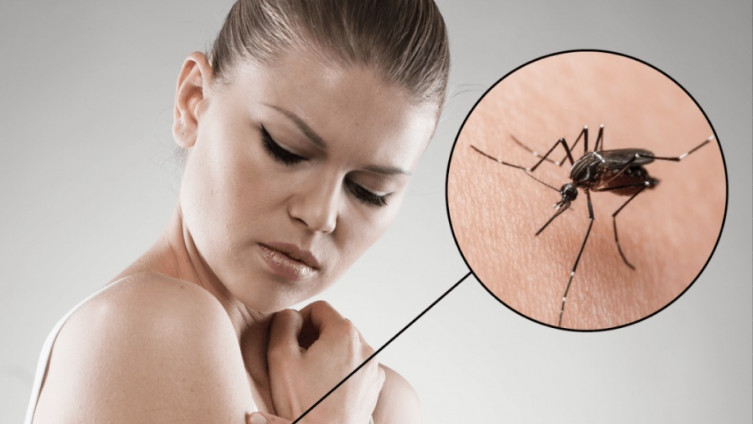 Zarazne tropske bolesti prenose komarci i krpelji