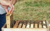 Bh. pčelari upozorili