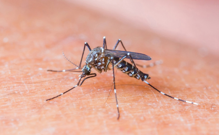 Ubod komarca izaziva svrbež