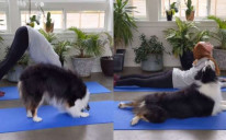 Pas sa vlasnicom vježba jogu